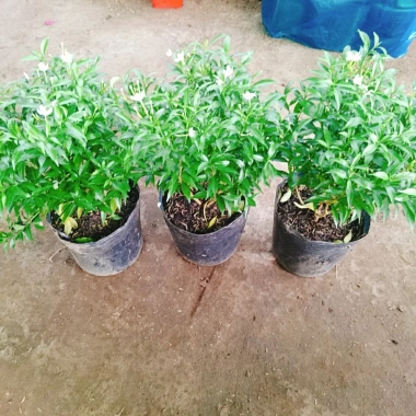 Mai Vạn Phúc - Cây cảnh sân vườn, giá ưu đãi 28.000 VND, đẹp, dễ chăm sóc 7