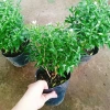 Mai Vạn Phúc - Cây cảnh sân vườn, giá ưu đãi 28.000 VND, đẹp, dễ chăm sóc 8