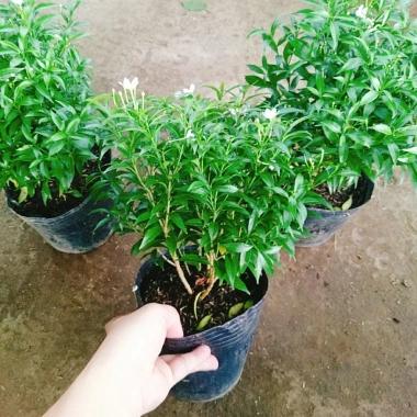 Mai Vạn Phúc - Cây cảnh sân vườn, giá ưu đãi 28.000 VND, đẹp, dễ chăm sóc 8