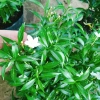 Mai Vạn Phúc - Cây cảnh sân vườn, giá ưu đãi 28.000 VND, đẹp, dễ chăm sóc 9