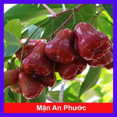 Mận An Phước cây roi đỏ không hạt, cho quả sau 3 tháng, giá gốc 51.660đ, chỉ 42.000đ