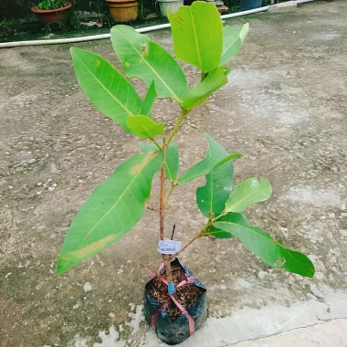 Mận An Phước cây roi đỏ không hạt, cho quả sau 3 tháng, giá gốc 51.660đ, chỉ 42.000đ