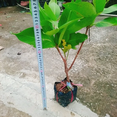 Mận An Phước cây roi đỏ không hạt, cho quả sau 3 tháng, giá gốc 51.660đ, chỉ 42.000đ
