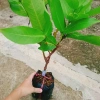 Mận An Phước cây roi đỏ không hạt, cho quả sau 3 tháng, giá gốc 51.660đ, chỉ 42.000đ 4