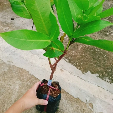 Mận An Phước cây roi đỏ không hạt, cho quả sau 3 tháng, giá gốc 51.660đ, chỉ 42.000đ 4 Mận An Phước cây roi đỏ không hạt, cho quả sau 3 tháng, giá gốc 51.660đ, chỉ 42.000đ 4