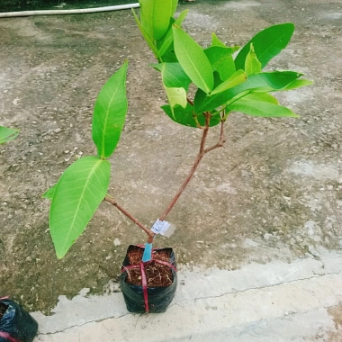 Mận An Phước cây roi đỏ không hạt, cho quả sau 3 tháng, giá gốc 51.660đ, chỉ 42.000đ