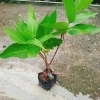 Mận An Phước cây roi đỏ không hạt, cho quả sau 3 tháng, giá gốc 51.660đ, chỉ 42.000đ 7