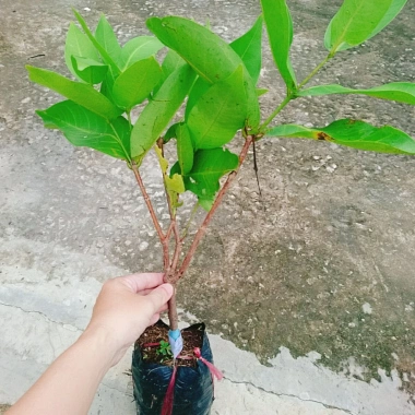 Mận An Phước cây roi đỏ không hạt, cho quả sau 3 tháng, giá gốc 51.660đ, chỉ 42.000đ