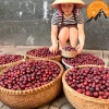 Mận máu Tây Bắc 1kg ủ đường - ngâm rượu, mận máu chó, tả van Lai Châu làm siro, giá ưu đãi 95.000 VND