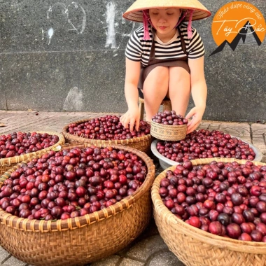 Mận máu Tây Bắc 1kg ủ đường - ngâm rượu, mận máu chó, tả van Lai Châu làm siro, giá ưu đãi 95.000 VND