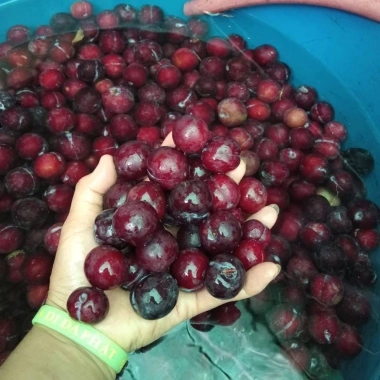 Mận máu Tây Bắc 1kg ủ đường - ngâm rượu, mận máu chó, tả van Lai Châu làm siro, giá ưu đãi 95.000 VND