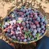 Mận máu Tây Bắc 1kg ủ đường - ngâm rượu, mận máu chó, tả van Lai Châu làm siro, giá ưu đãi 95.000 VND 3
