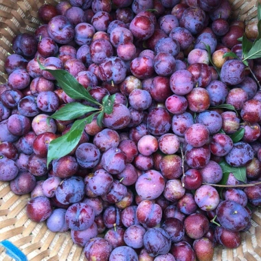 Mận máu Tây Bắc 1kg ủ đường - ngâm rượu, mận máu chó, tả van Lai Châu làm siro, giá ưu đãi 95.000 VND