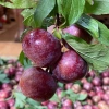 Mận máu Tây Bắc 1kg ủ đường - ngâm rượu, mận máu chó, tả van Lai Châu làm siro, giá ưu đãi 95.000 VND 6