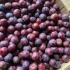 Mận máu Tây Bắc 1kg ủ đường - ngâm rượu, mận máu chó, tả van Lai Châu làm siro, giá ưu đãi 95.000 VND 7