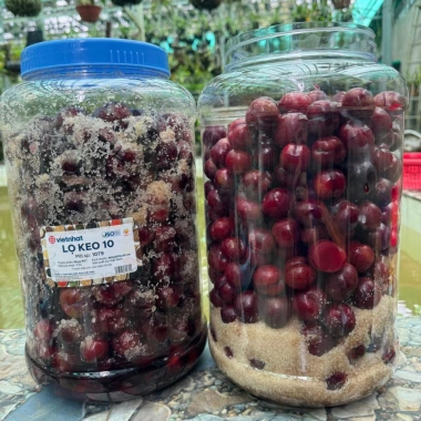 Mận máu Tây Bắc 1kg ủ đường - ngâm rượu, mận máu chó, tả van Lai Châu làm siro, giá ưu đãi 95.000 VND
