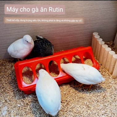 Máng Ăn Gà Rutin 20cm Chống Đổ, Chống Bới - Giá Ưu Đãi 26.532đ, Phù Hợp Gà Con và Chim Cút