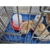 Máng Ăn Gà Rutin Bình Nước cho Gà Con và Chim Cút, Chất liệu bền, Giá 28.352 VND 8