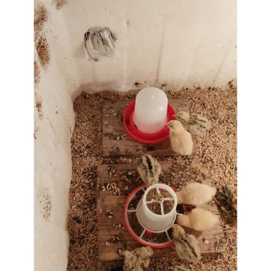 Máng Ăn Gà Rutin Bình Nước cho Gà Con và Chim Cút, Chất liệu bền, Giá 28.352 VND