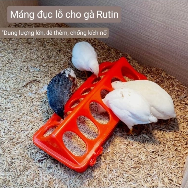 Máng Ăn Gà Rutin Bình Nước cho Gà Con và Chim Cút, Chất liệu bền, Giá 28.352 VND