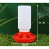 Máng Ăn Uống Gà Rutin & Chim Cút – Bình Nước Tiện Lợi, Giá Ưu Đãi 29,145đ 4