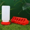 Máng Ăn Uống Gà Rutin & Chim Cút – Bình Nước Tiện Lợi, Giá Ưu Đãi 29,145đ 6