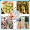 Màng nilon PP mỏng gói gỏi cuốn, nem chua, giò chả - Nhiều size, đẹp, hợp vệ sinh, 45.000 VND 6