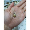 Mặt dây chuyền màu vàng sang trọng - Giá ưu đãi 35.000₫ giảm so với 44.450₫ 11