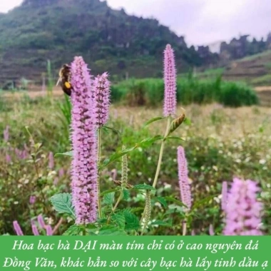 Mật Ong Bạc Hà Hà Giang OCOP Chính Hãng - VietGAP, Giá Tốt 200k/Chai 1L 4 Mật Ong Bạc Hà Hà Giang OCOP Chính Hãng - VietGAP, Giá Tốt 200k/Chai 1L 4