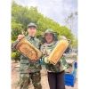 Mật ong hoa vải Thiều Lục Ngạn Bắc Giang 1L - Giàu dinh dưỡng, giảm giá 95k 4