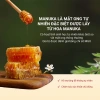 Mật Ong Manuka Eco MGO 550+ Nhập Khẩu Úc – Hỗ Trợ Tiêu Hóa, Hô Hấp, Viêm Da – Giá 836.640₫ 2