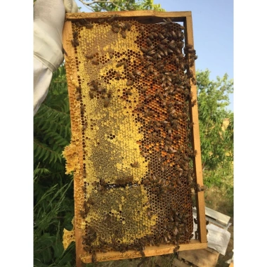 Mật ong nguyên chất Bé Bo 1 Lít - Ngon tự nhiên, giàu dinh dưỡng, chỉ 129.000₫