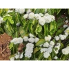 Mật ong nguyên chất hoa cà phê – Ngon tự nhiên, giảm 18% còn 91.000₫ 7