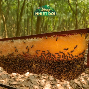 Mật ong nguyên chất Rừng Nhiệt Đới 700g - Hương vị tự nhiên, giảm giá chỉ 114.696₫ 6