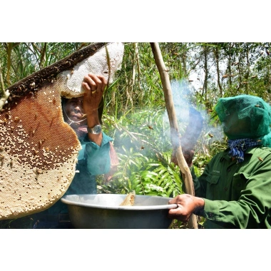 Mật Ong Rừng Già Nguyên Chất 100% - Tự Nhiên, Giảm Giá 275.000đ, Tăng Miễn Dịch