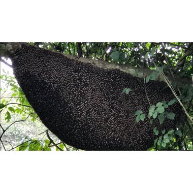 Mật Ong Rừng Già Nguyên Chất 100% - Tự Nhiên, Giảm Giá 275.000đ, Tăng Miễn Dịch