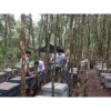 Mật ong rừng hoa cà phê Daklak 1lít 100% giấy cam kết giá ưu đãi 82.000 VND 3