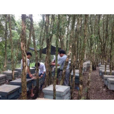 Mật ong rừng hoa cà phê Daklak 1lít 100% giấy cam kết giá ưu đãi 82.000 VND 3