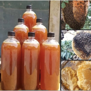 Mật Ong Rừng Nguyên Chất 1 Lít – Nguyên Sáp Tự Nhiên, Tăng Cường Miễn Dịch, Giảm Giá Đặc Biệt