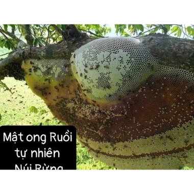 Mật Ong Rừng Nguyên Tảng 1kg - Ong Ruồi Núi Hiếm Giá Ưu Đãi 785.000 VNĐ