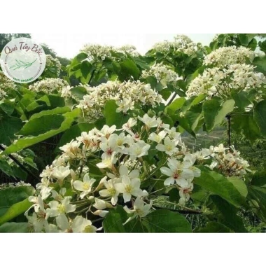 Mật ong trắng rừng tự nhiên NGUYÊN CHẤT Mù Cang Chải - 139.050 VND giảm từ 179.375