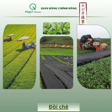 Matcha Mujyõ 500g Ceremonial Nhật - Bột Trà Xanh Vụ Xuân Nguyên Chất 100% Giá ưu đãi 172.000 VND 4