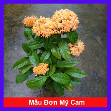 Mẫu Đơn Mỹ Cam - Cây Bông Trang Cam, Giá ưu đãi 55.000đ, chất lượng cao, dễ trồng