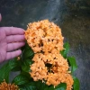 Mẫu Đơn Mỹ Cam - Cây Bông Trang Cam, Giá ưu đãi 55.000đ, chất lượng cao, dễ trồng 3