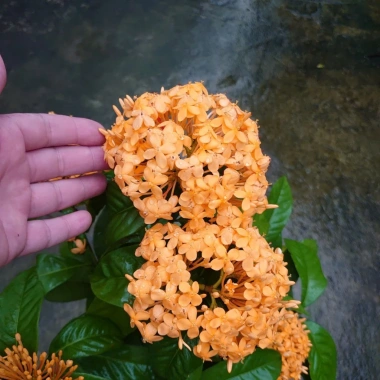 Mẫu Đơn Mỹ Cam - Cây Bông Trang Cam, Giá ưu đãi 55.000đ, chất lượng cao, dễ trồng