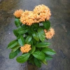 Mẫu Đơn Mỹ Cam - Cây Bông Trang Cam, Giá ưu đãi 55.000đ, chất lượng cao, dễ trồng 4