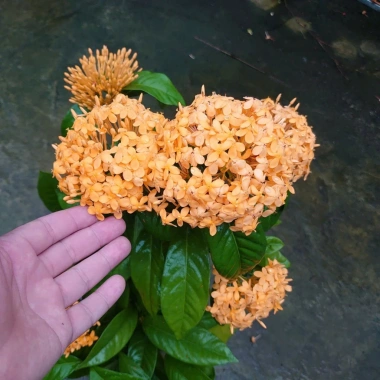 Mẫu Đơn Mỹ Cam - Cây Bông Trang Cam, Giá ưu đãi 55.000đ, chất lượng cao, dễ trồng 5 Mẫu Đơn Mỹ Cam - Cây Bông Trang Cam, Giá ưu đãi 55.000đ, chất lượng cao, dễ trồng 5