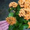 Mẫu Đơn Mỹ Cam - Cây Bông Trang Cam, Giá ưu đãi 55.000đ, chất lượng cao, dễ trồng 6