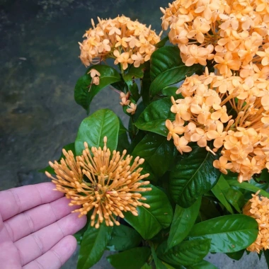 Mẫu Đơn Mỹ Cam - Cây Bông Trang Cam, Giá ưu đãi 55.000đ, chất lượng cao, dễ trồng
