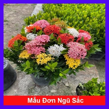 Mẫu Đơn Ngũ Sắc - Cây Cảnh Để Bàn Giá Ưu Đãi 15.000₫, Thêm Xanh Không Gian Nhỏ